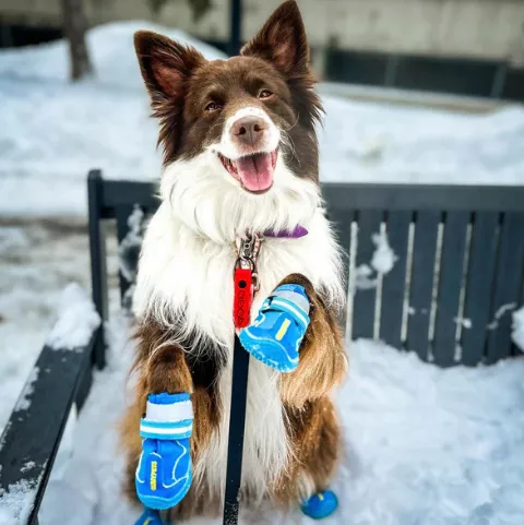 QUMY Dog Shoes for Medium Large Breed - Blue